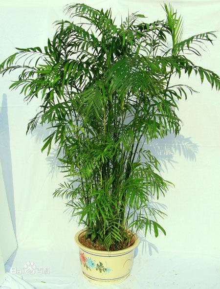 上海商场夏威夷竹租赁常识与价格透明解析