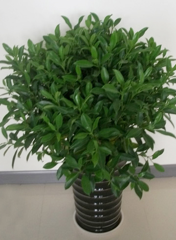 上海洽谈室非州茉莉租摆指南：从选品到养护的实用常识