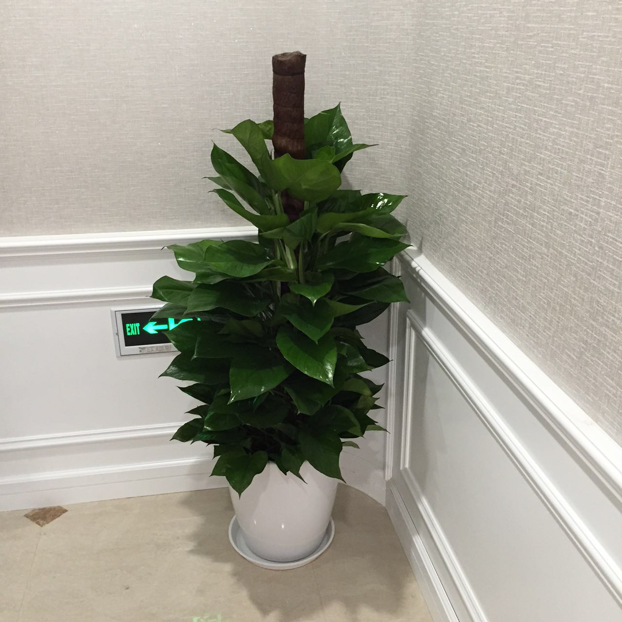 上海写字楼绿萝租摆不只是“放几盆花”，这些关键细节帮你省钱又省心