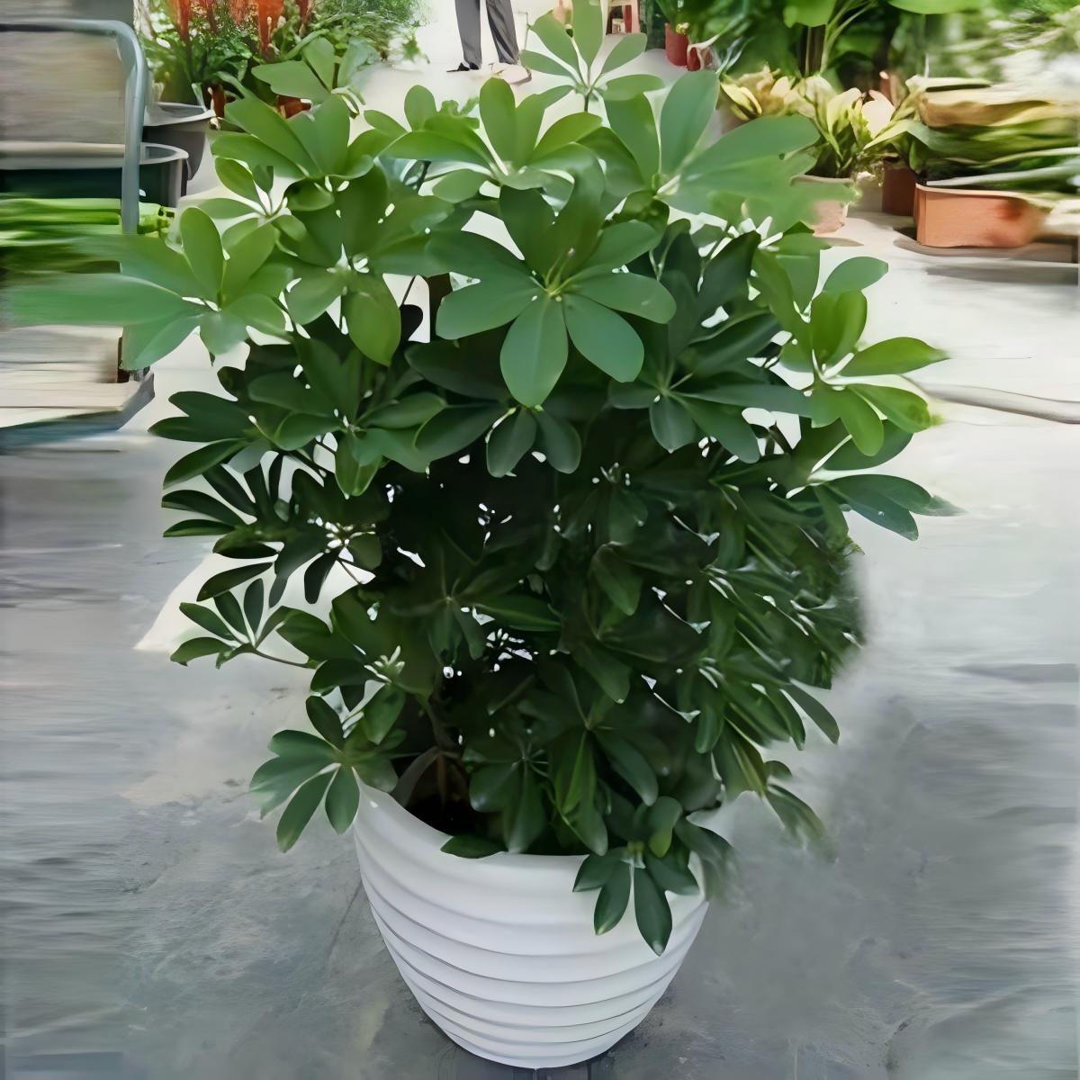 鸭脚木养护