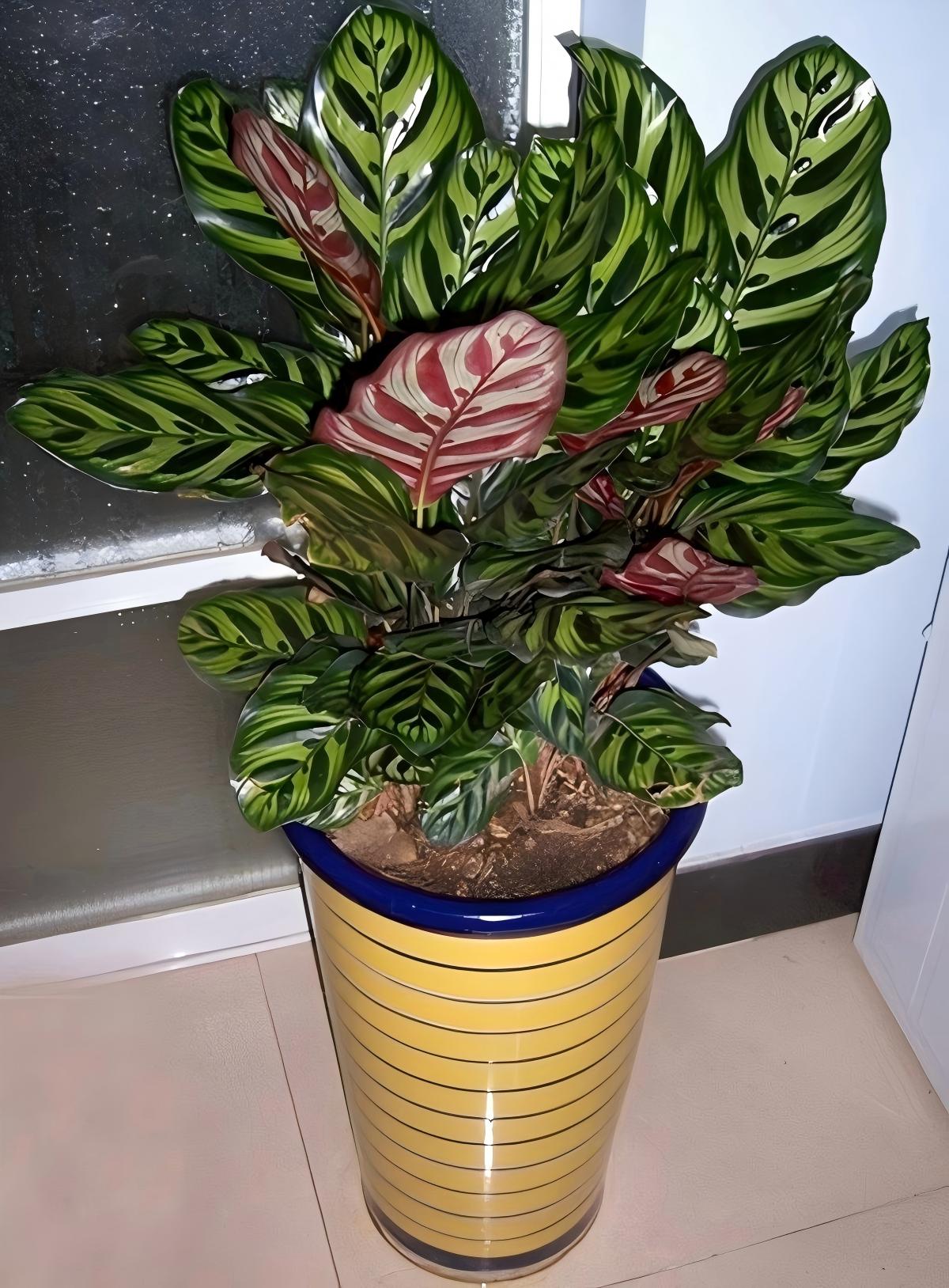 孔雀竹芋
