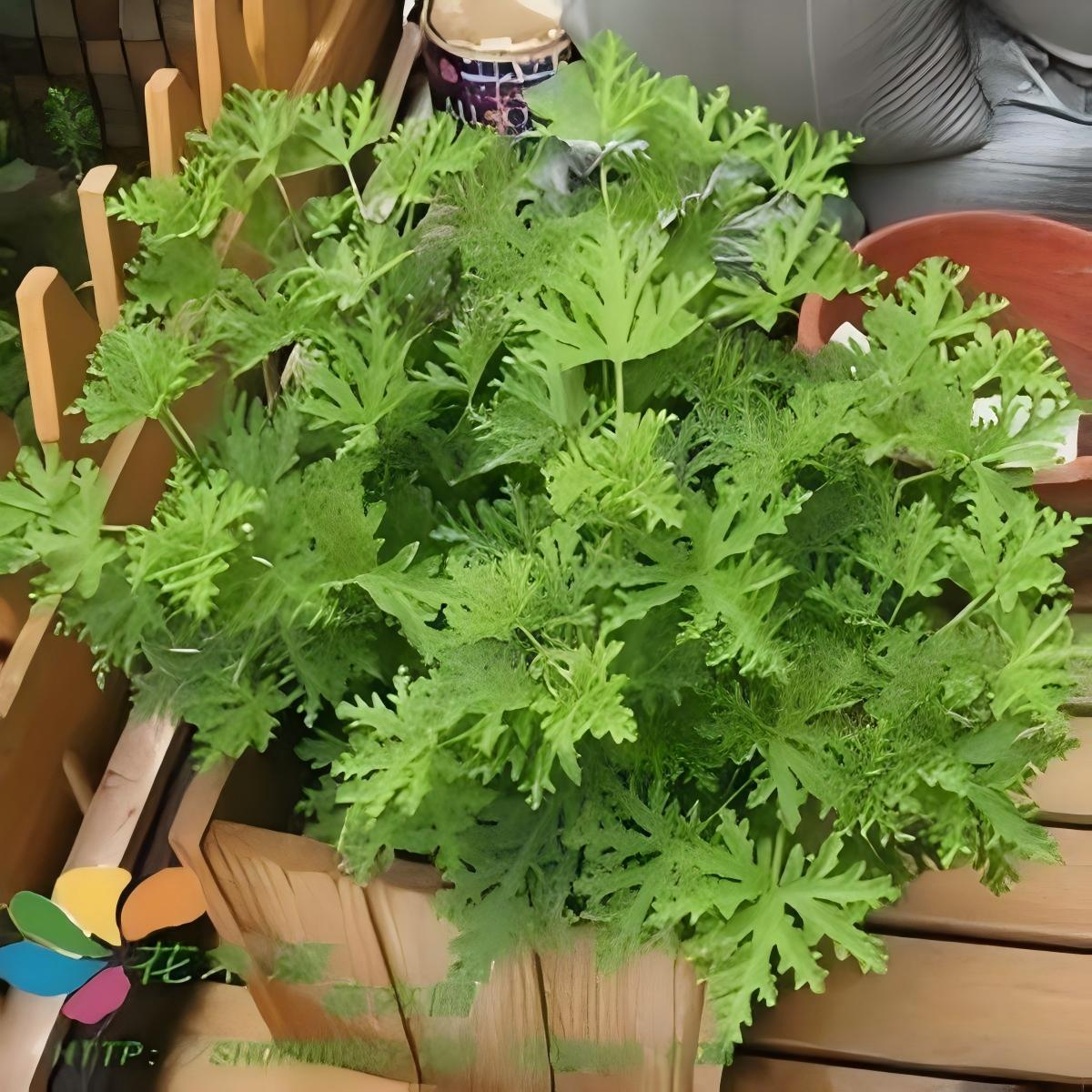 上海商场驱蚊草租赁知识，让顾客安心逛出好心情