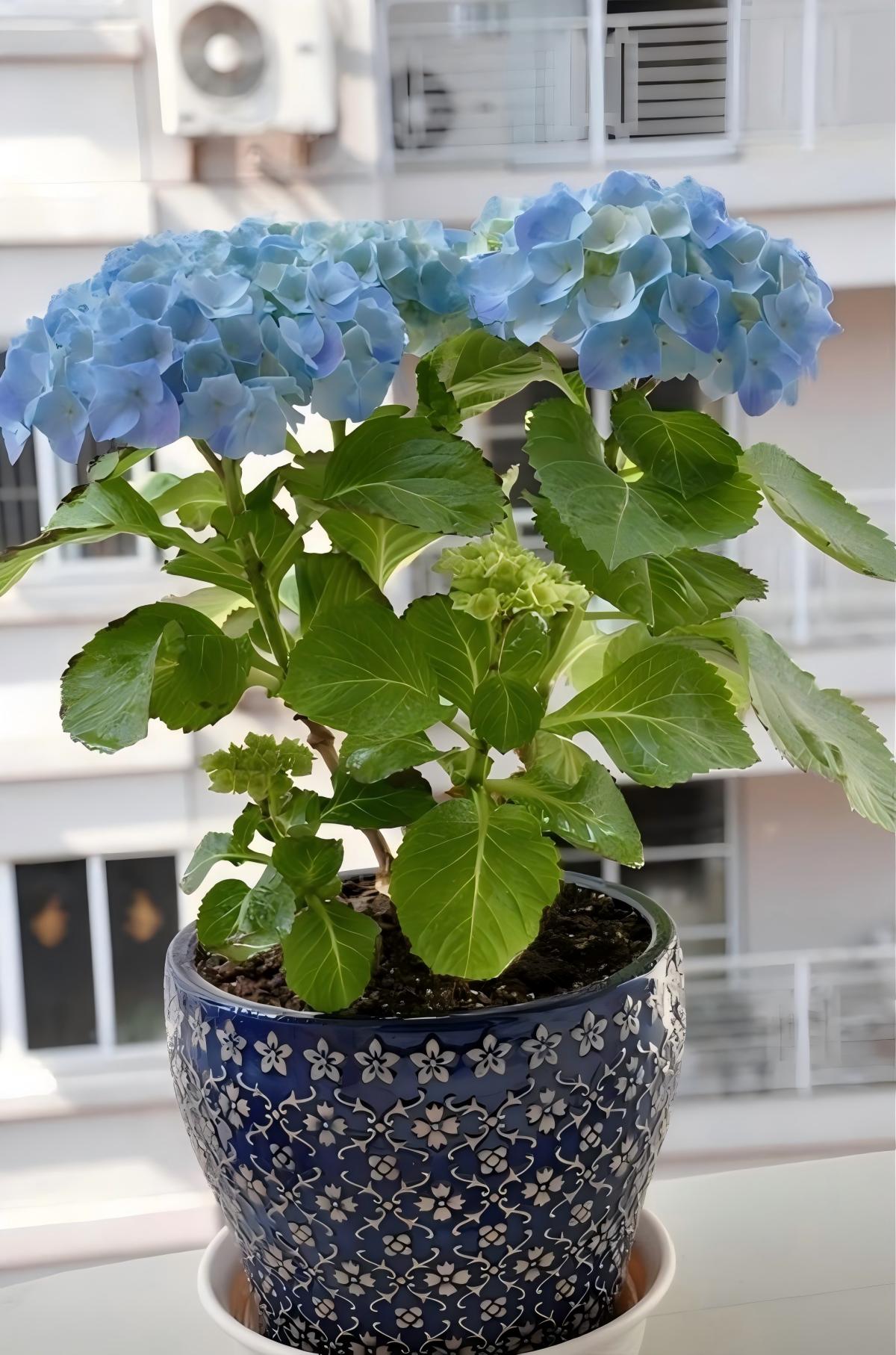 上海洽谈室绣球花养护指南：选对品种让商务空间四季有花