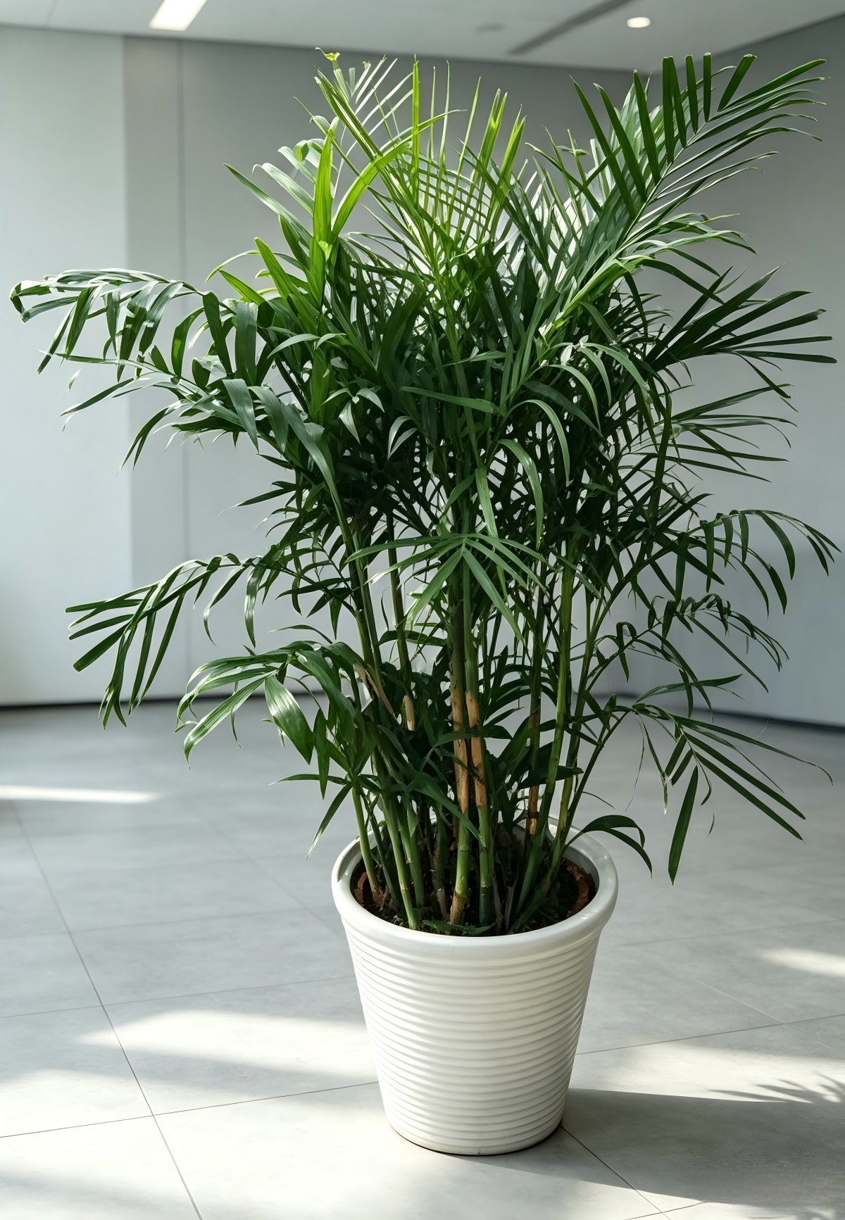 夏威夷椰子