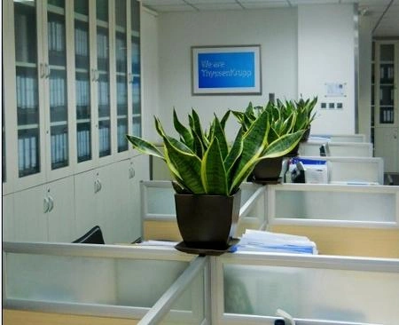 上海学校院校植物租摆|教学楼、图书馆、报告厅校园绿植布置 上海学校院校植物租摆|教学楼、图书馆、报告厅校园绿植布置