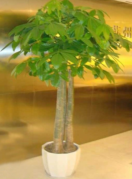 沪上家居绿意浓，发财树养护攻略指南