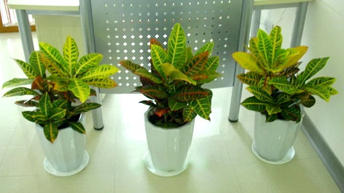 虹口办公室绿植租摆案例