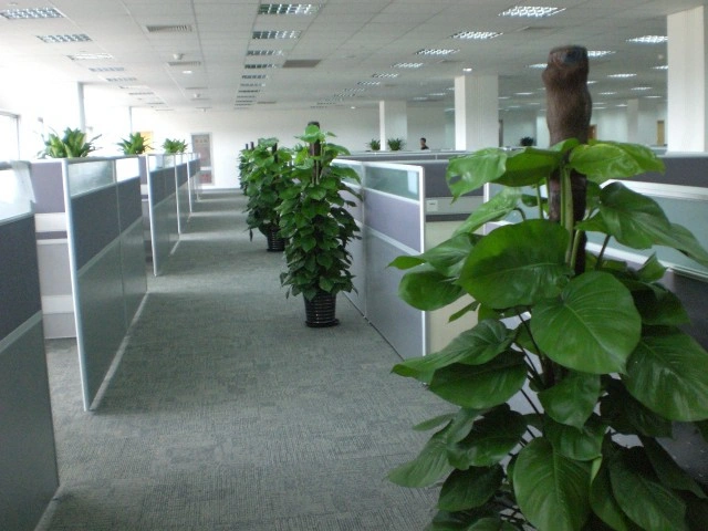普陀办公室植物出租案例