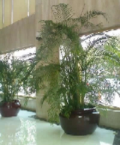 长宁办公室植物租摆案例