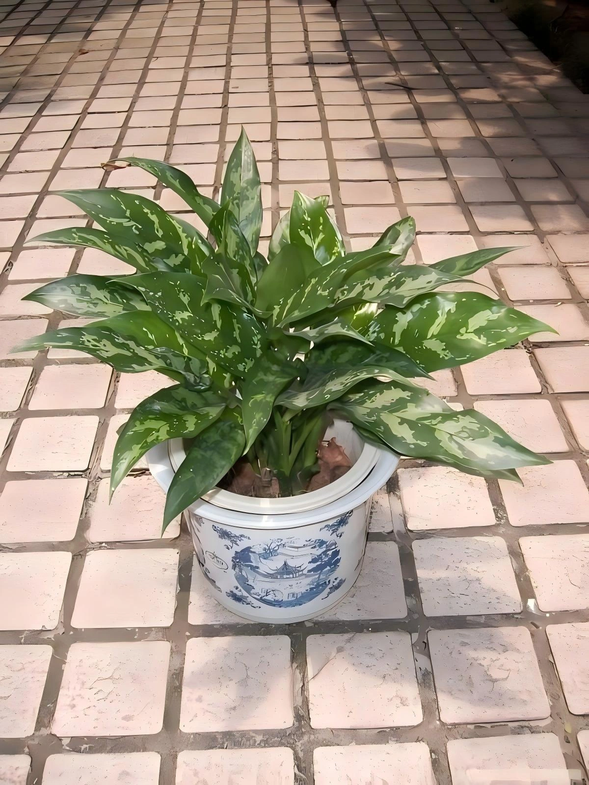 黑美人