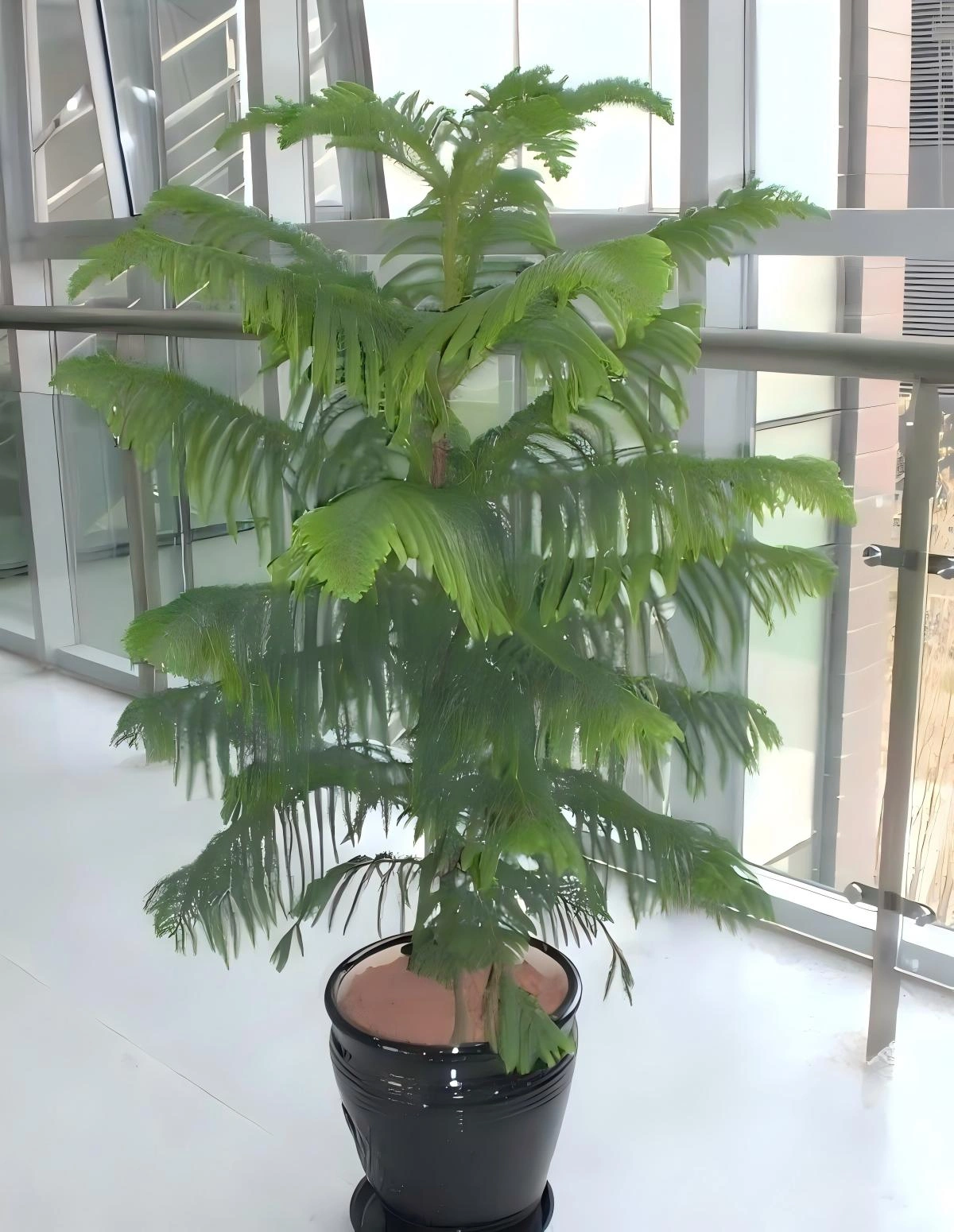 南洋衫