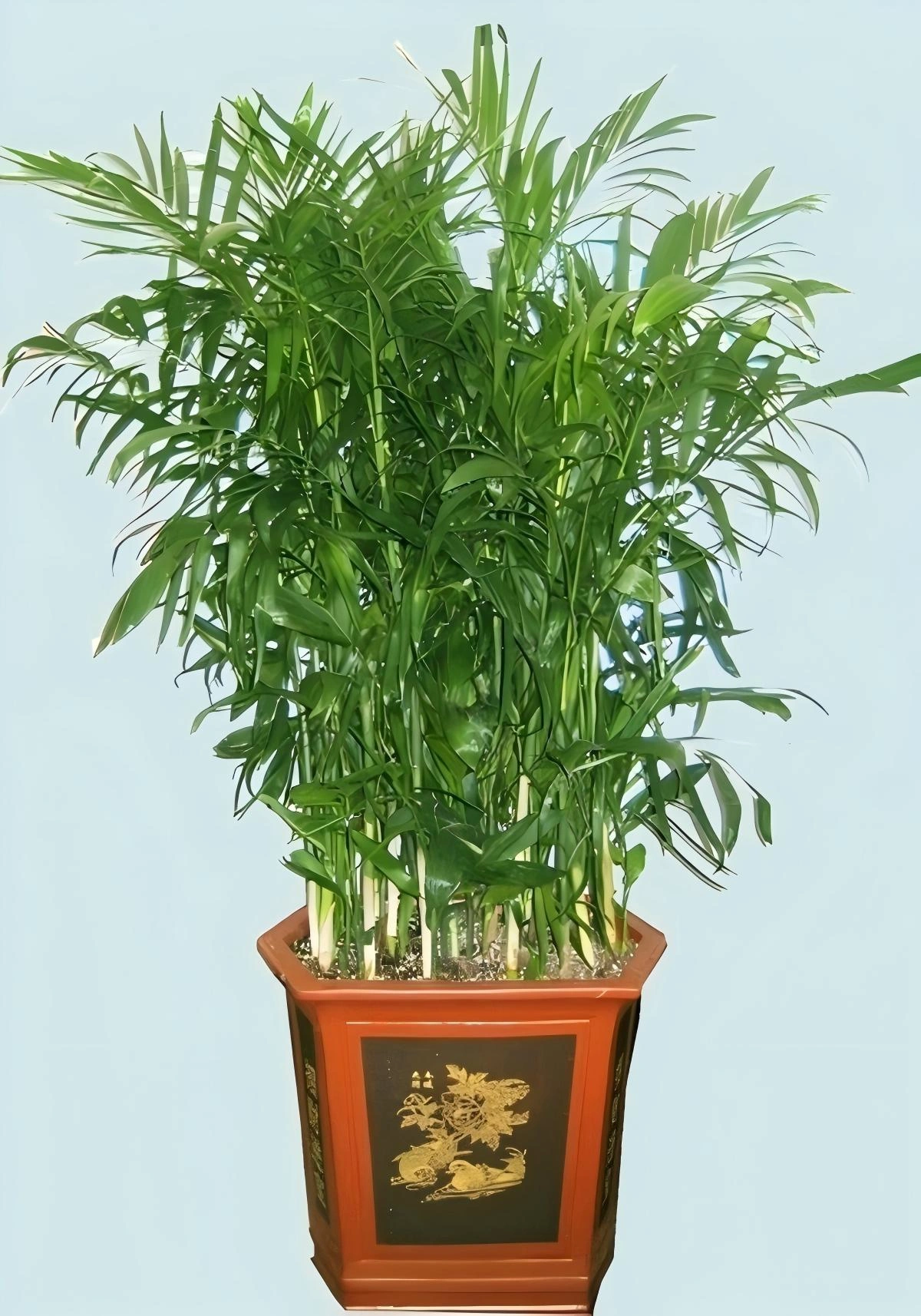 夏威夷椰子
