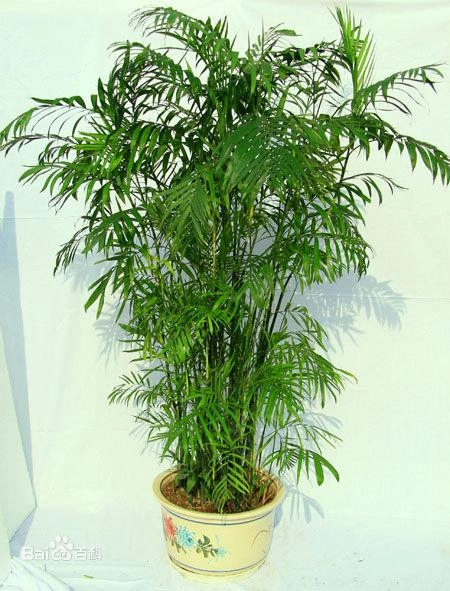 夏威夷竹