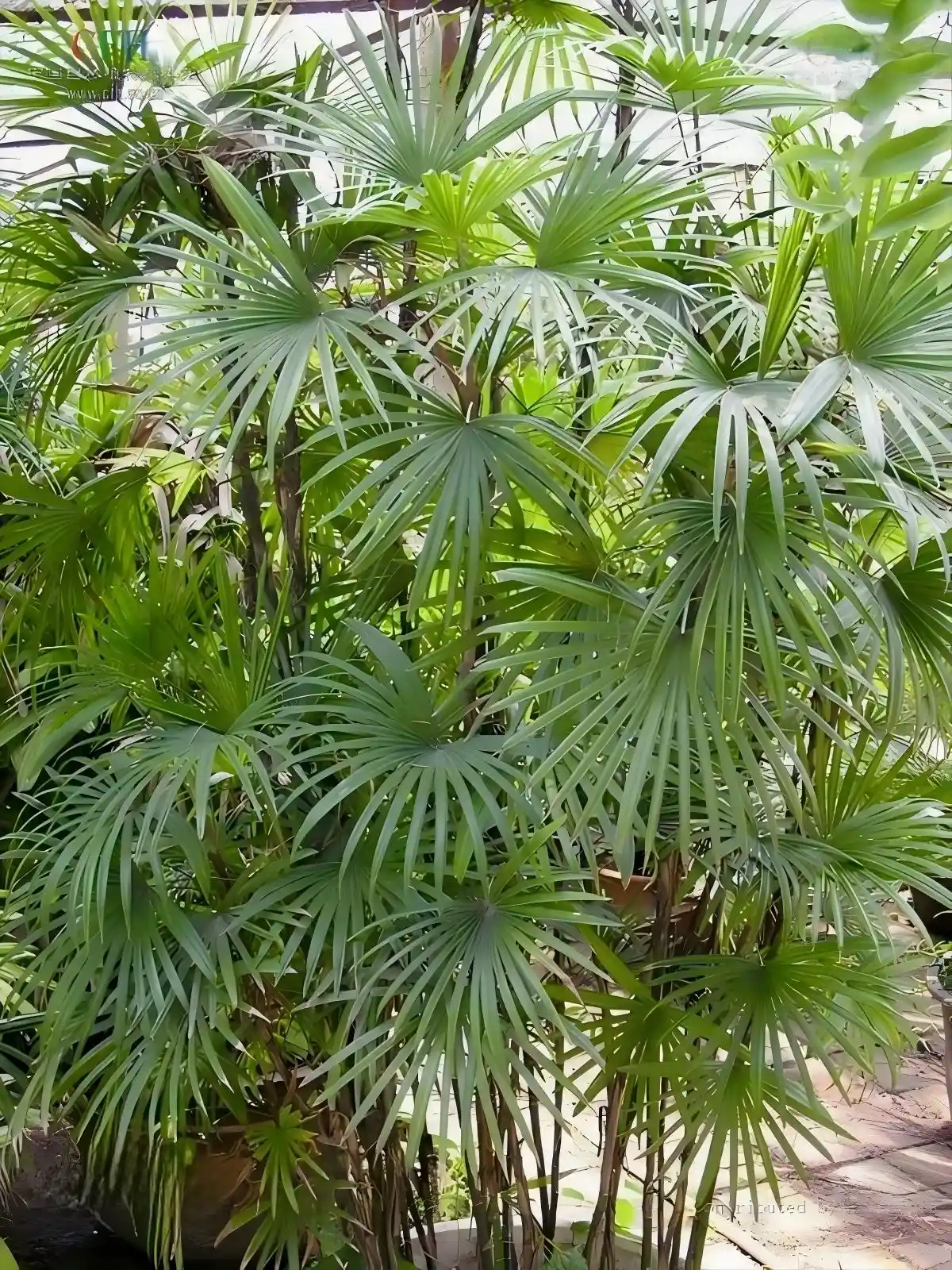 棕竹