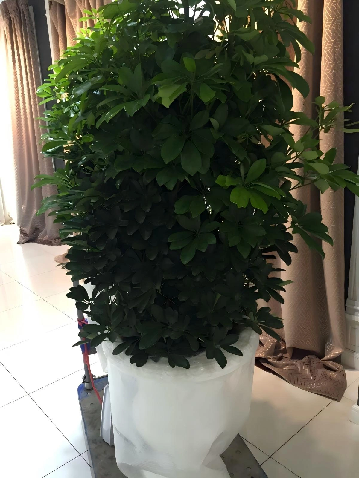 鸭脚木
