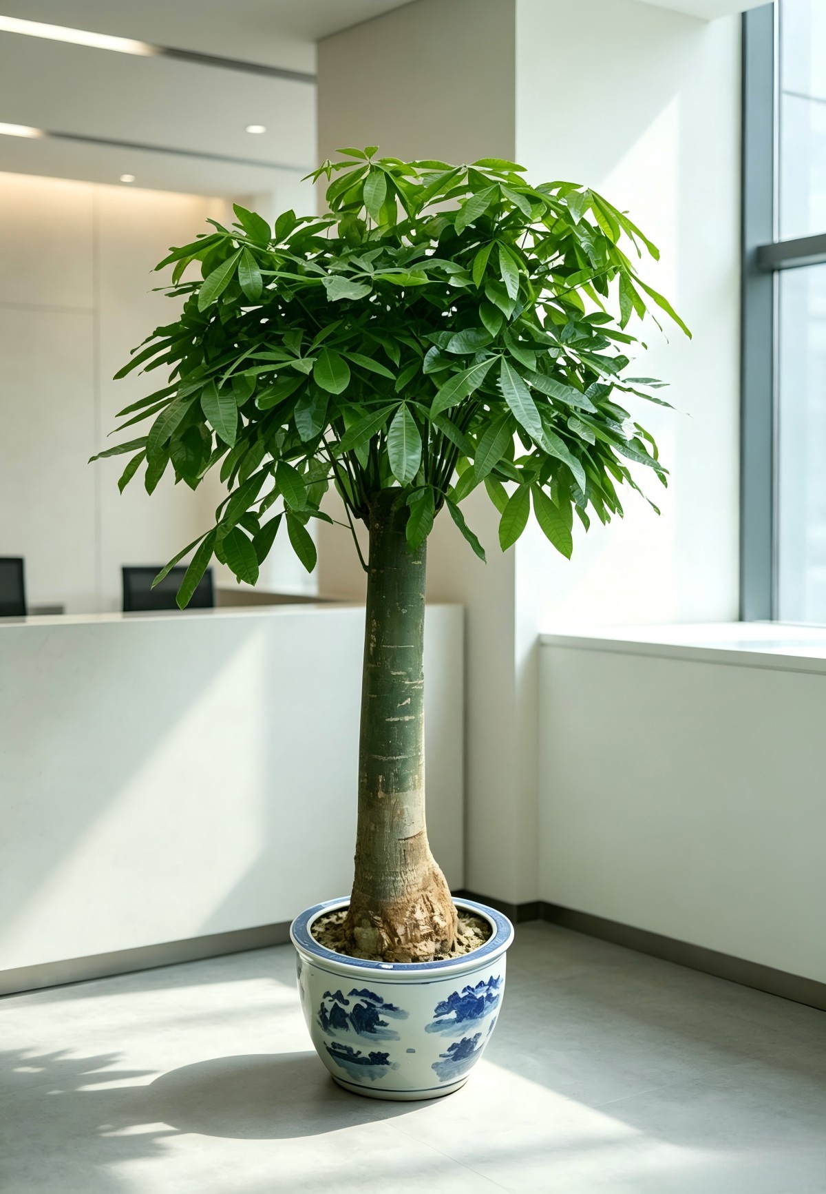 独杆发财树