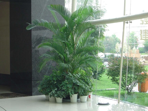 宝山商场植物租摆案例