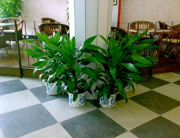 松江商场植物租赁案例