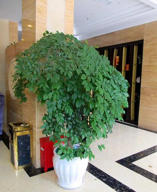 上海崇明办公室植物租摆案例