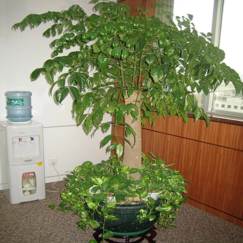 上海嘉定办公室绿植租赁案例