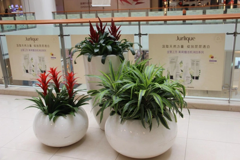 闵行办公室绿植出租案例
