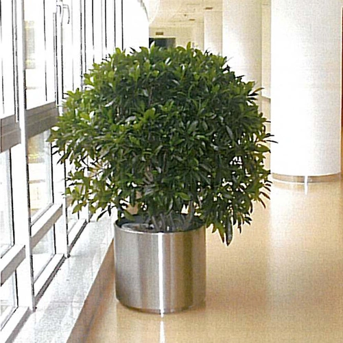 闵行办公室绿植租赁案例