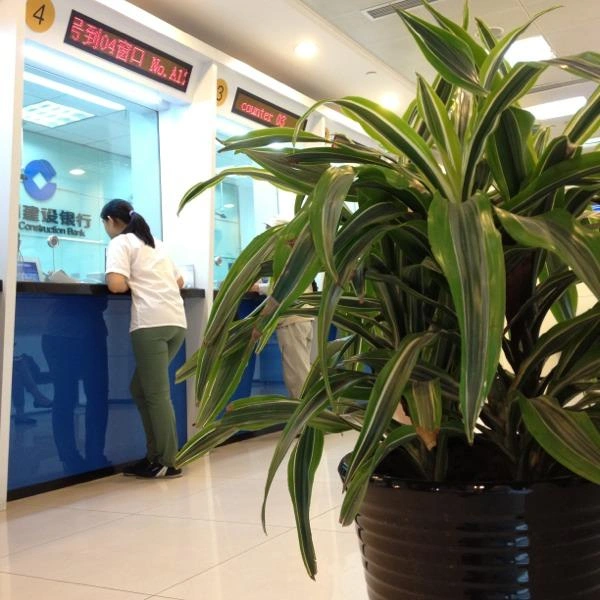 静安金融机构绿植出租案例