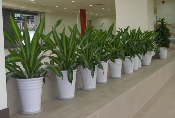 闵行金融机构绿植租赁案例