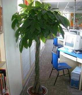 普陀金融机构植物出租案例