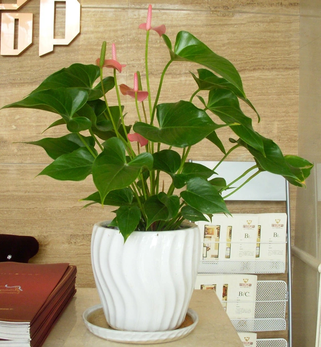虹口酒店绿植租摆案例