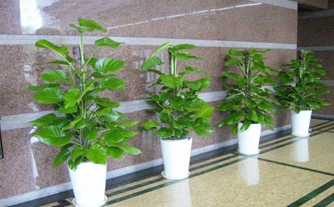 黄浦酒店植物租赁案例
