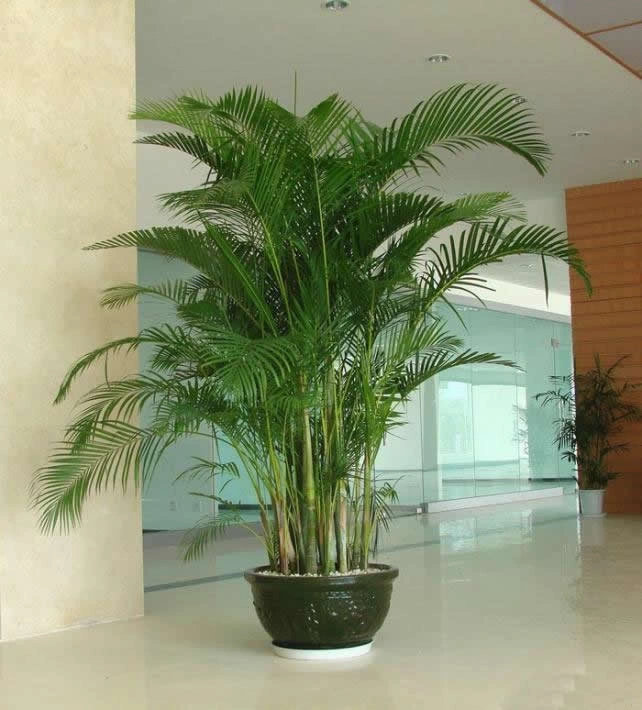 杨浦办公室植物租赁案例