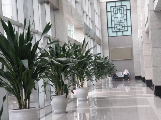 徐汇办公室植物出租案例