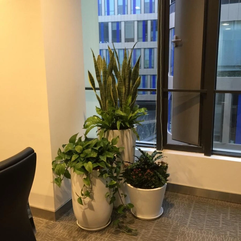 长宁办公室绿植租摆案例