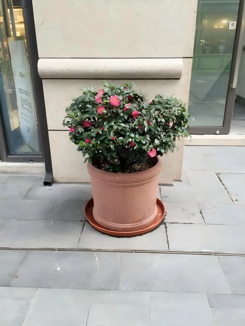 杜鹃花