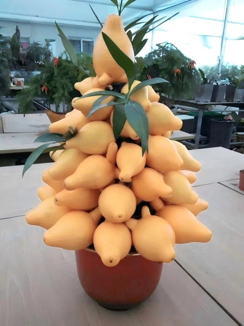 黄金果