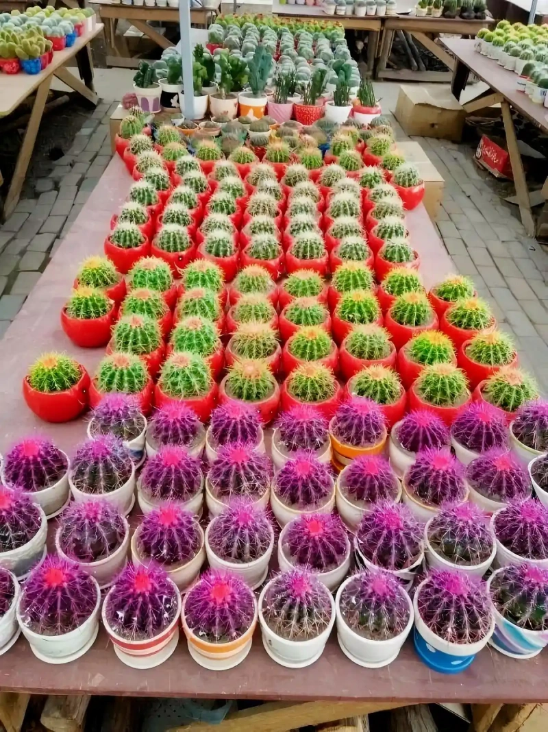 仙人球