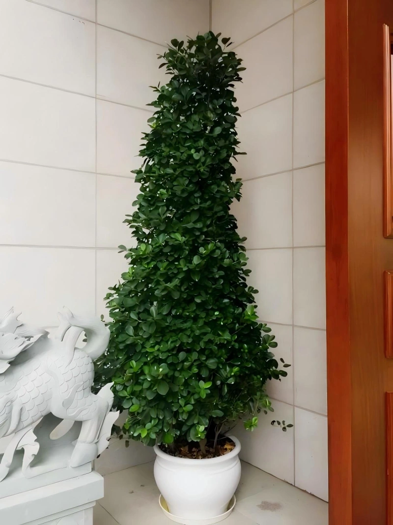 招财榕