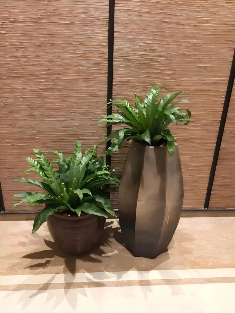 组合花卉 2