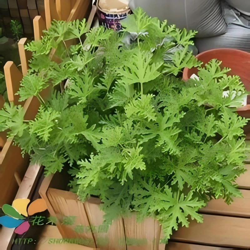 驱蚊草