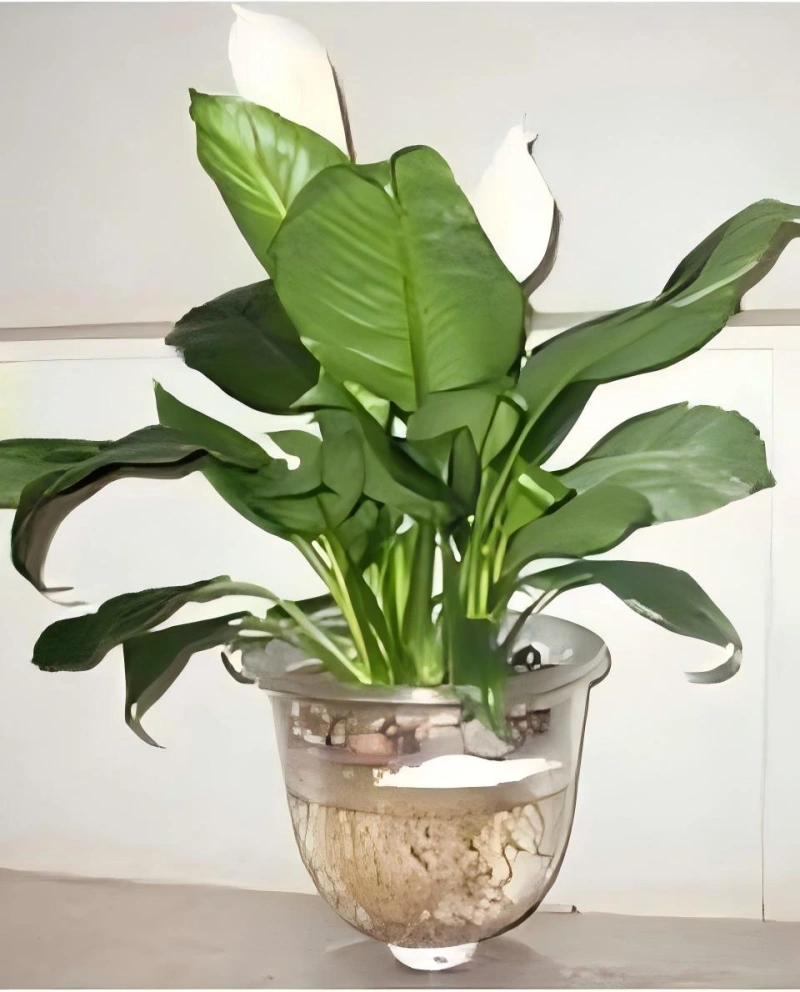 水培白掌