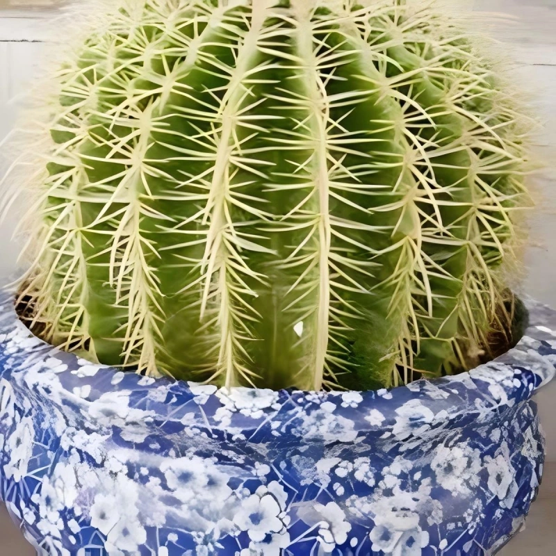 仙人球