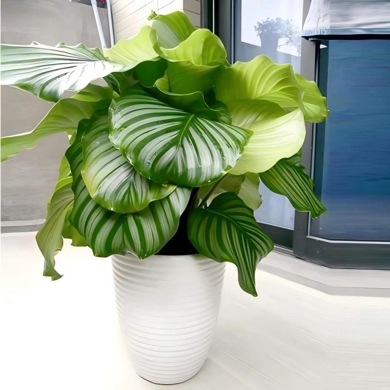 金苹果