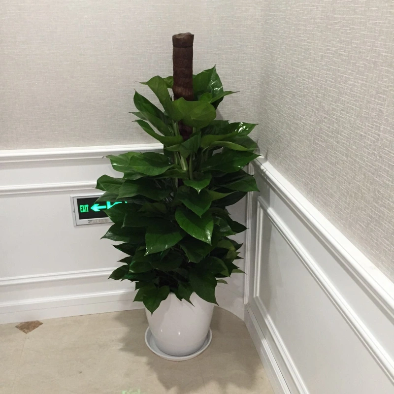 绿萝