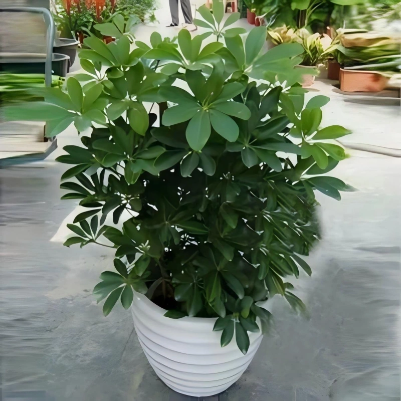 鸭脚木养护