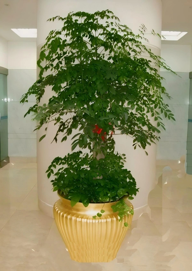 幸福树