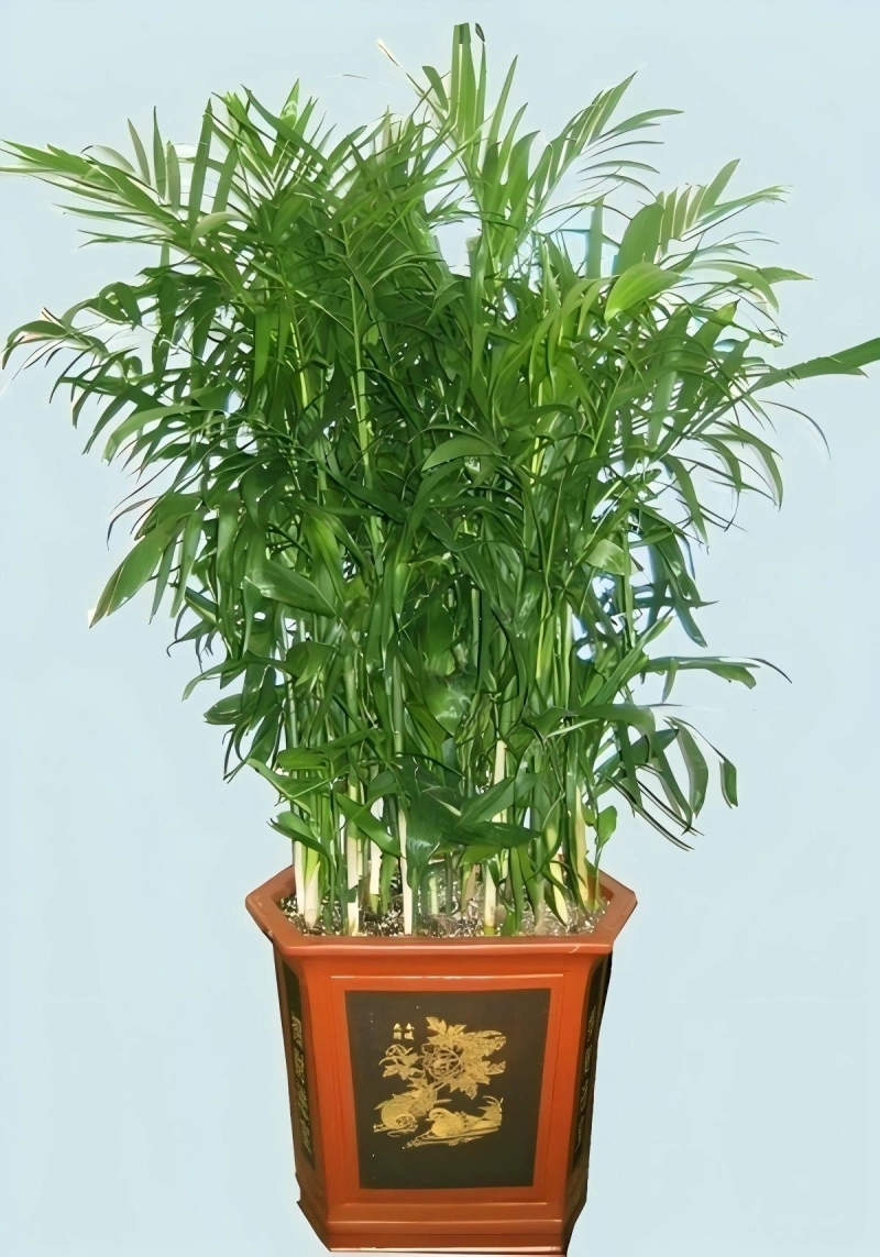 夏威夷椰子