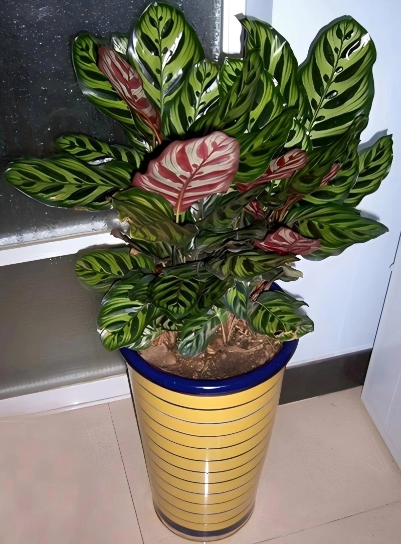 孔雀竹芋
