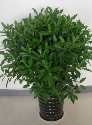非州茉莉
