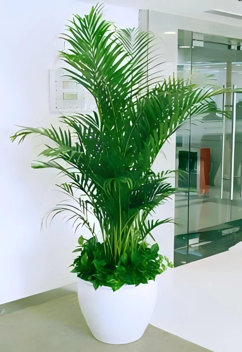 国王椰子